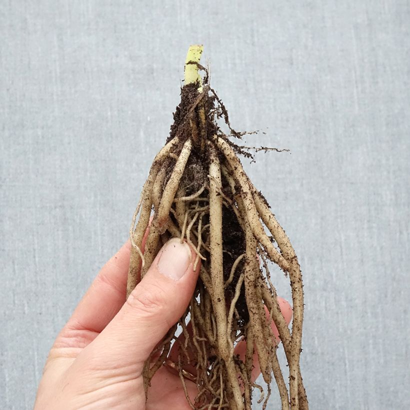 Example of Agapanthus Twister Piante piccole a radice nuda as you get in hiver