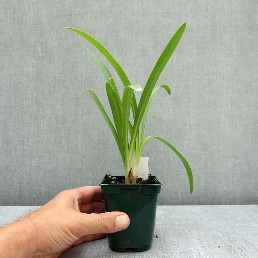 Esemplare di Agapanthus umbellatus Vasetto da 7/8 cm consegnato in estate