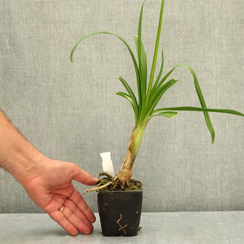Esemplare di Agapanthus Vallée de l'Authion Vasetto da 8/9 cm consegnato in estate