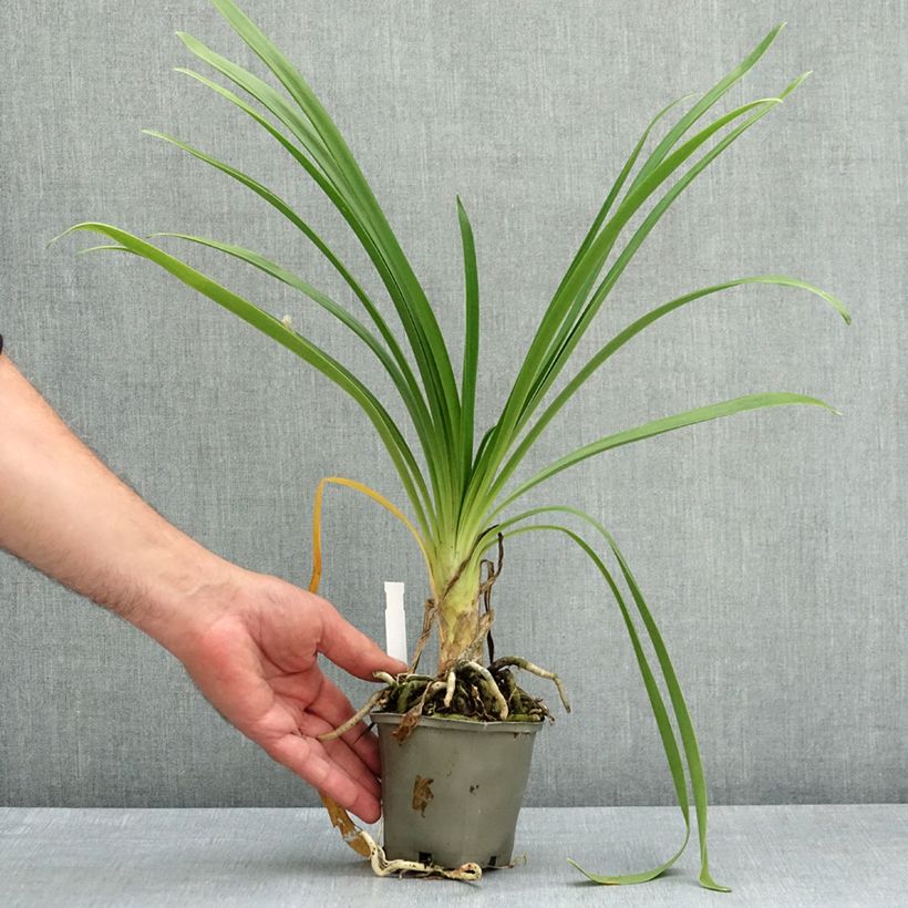 Agapanthus Vallée de l'Authion Vasetto da 8/9 cm esemplare consegnato in primavera