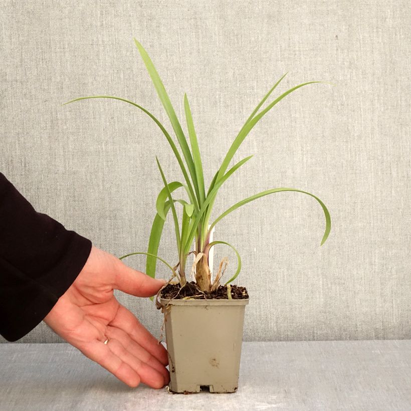 Agapanthus Vallée de la Loire Vasetto da 8/9 cm esemplare consegnato in primavera