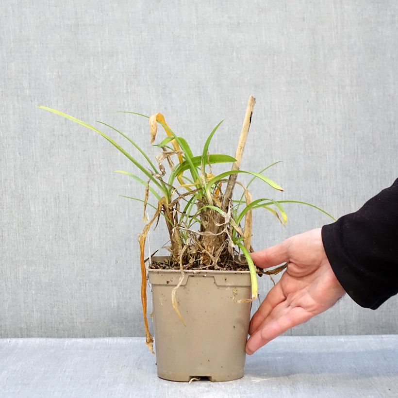 Agapanthus Vallée de la Loire Vaso da 2L/3L esemplare consegnato in inverno