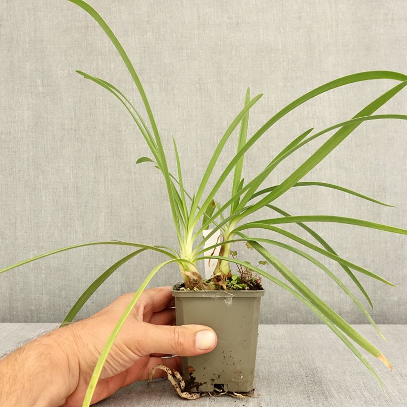 Esemplare di Agapanthus Vallée de la Sarthe Vasetto da 8/9 cm consegnato in estate
