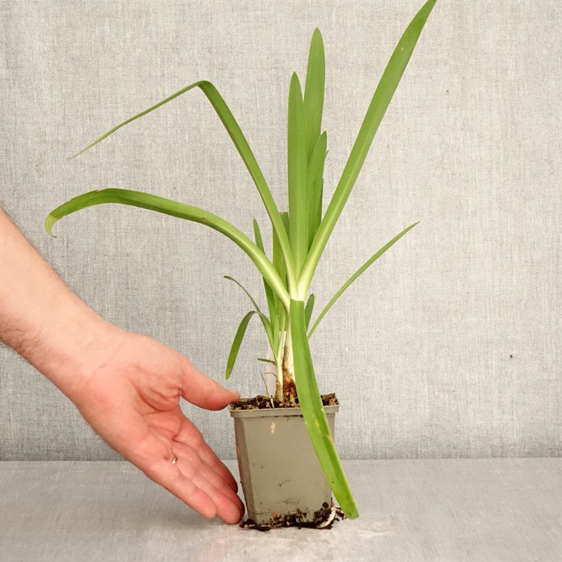 Agapanthus Vallée de la Sarthe Vasetto da 8/9 cm esemplare consegnato in primavera