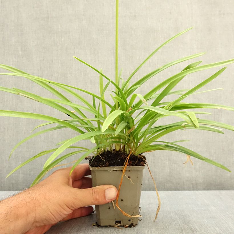 Esemplare di Agapanthus White Baby Vasetto da 8/9 cm consegnato in estate