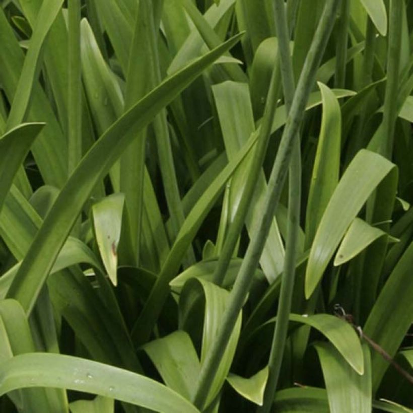 Agapanthus Windsor grey (Fogliame)