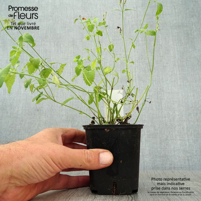 Esemplare di Agastache aurantiaca Apricot Sprite - Agastache dorée Godet de 8/9 cm come consegnato in autunno