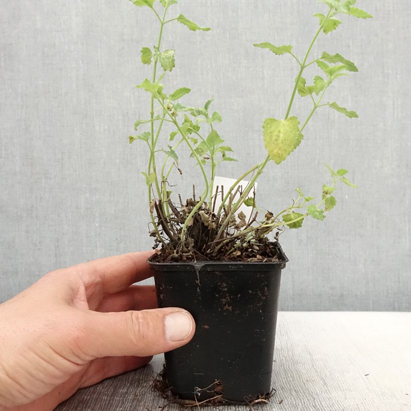 Agastache aurantiaca Apricot Sprite Vasetto da 8/9 cm esemplare consegnato in primavera