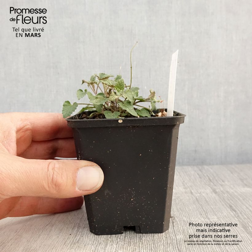 Example of Agastache barberi Firebird Vasetto da 8/9 cm as you get in printemps