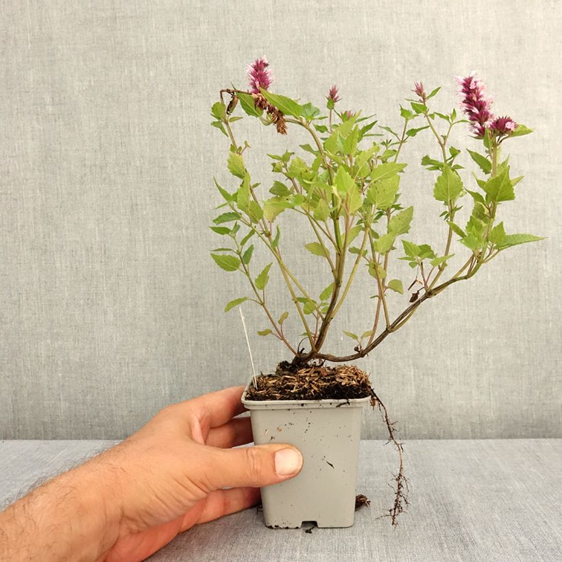 Esemplare di Agastache Beelicious Pink Godet de 7/8 cm consegnato in estate