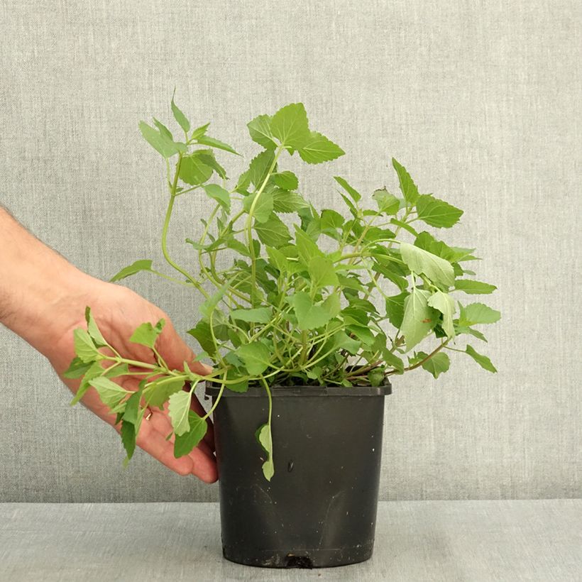 Esemplare di Agastache Beelicious Pink Pot de 2L/3L consegnato in estate