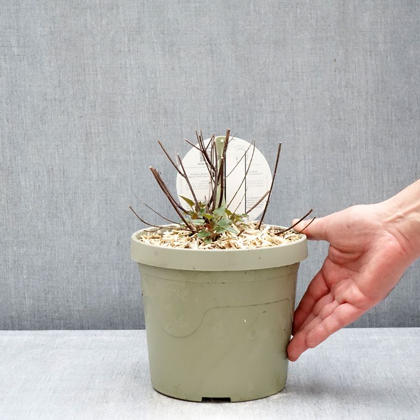 Agastache Beelicious Pink Vaso da 3L/4L esemplare consegnato in inverno