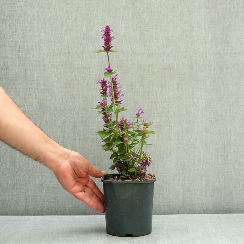 Esemplare di Agastache Blue Boa Vaso da 2L/3L consegnato in estate