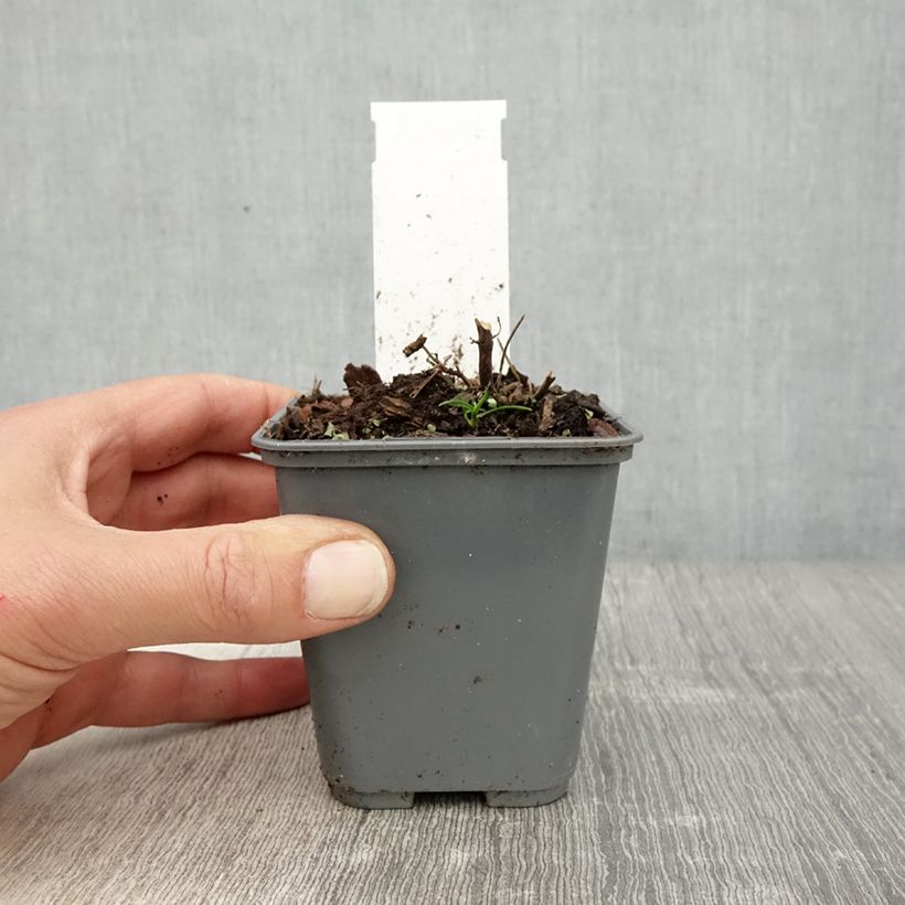 Agastache cana Vasetto da 8/9 cm esemplare consegnato in primavera