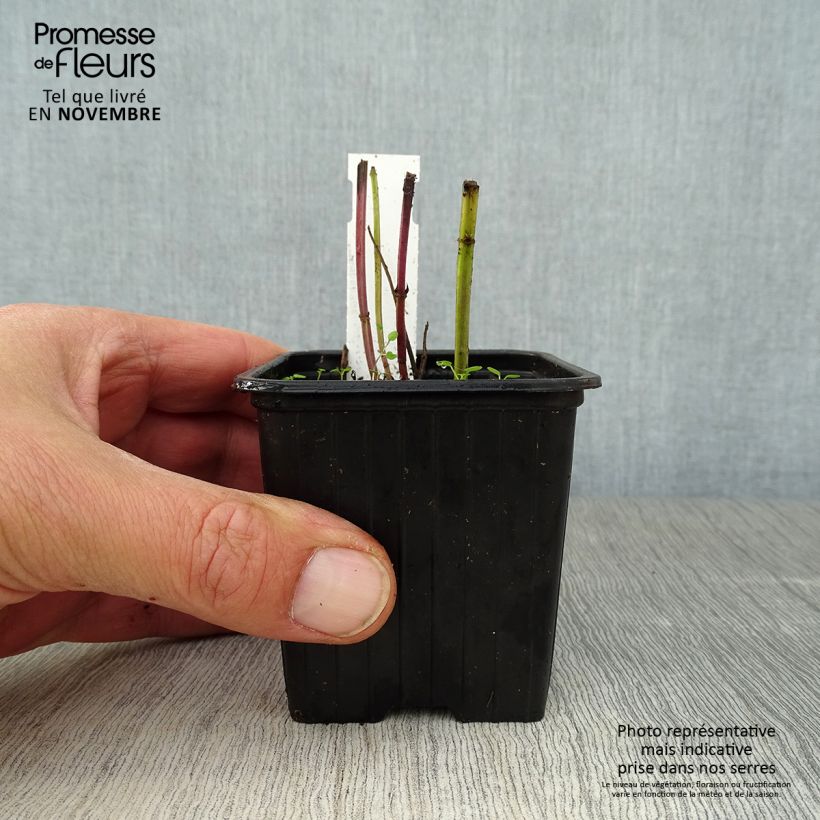 Esemplare di Agastache foeniculum (anisata) - Anis hysope Godet de 8/9 cm come consegnato in autunno