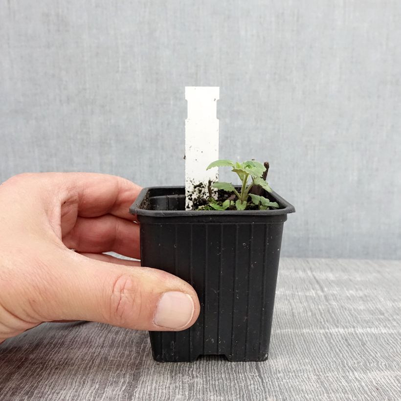 Example of Agastache foeniculum - Anice menta Vasetto da 8/9 cm as you get in printemps