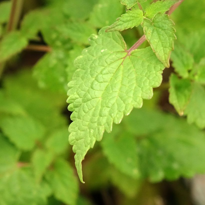 Agastache foeniculum Celestia - Anice menta (Fogliame)