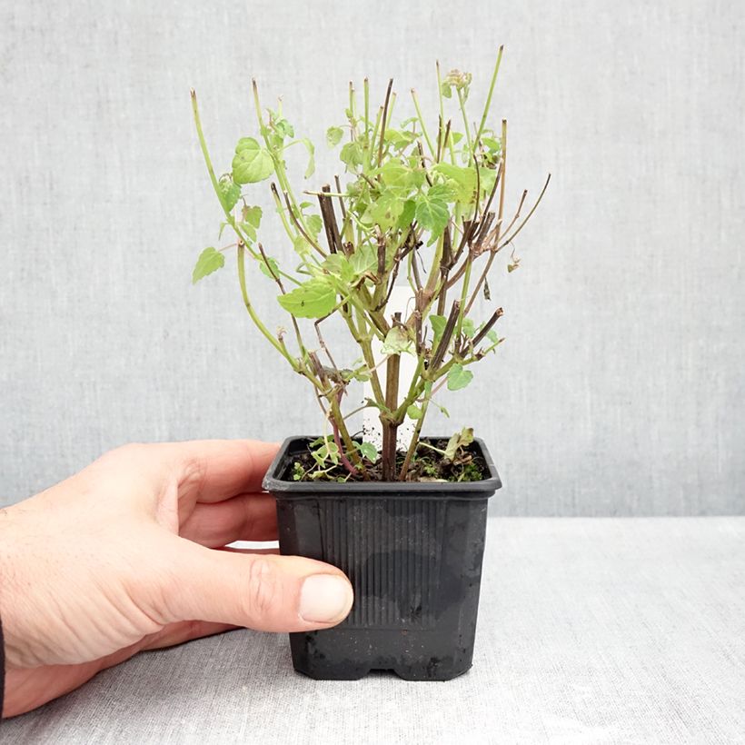 Esemplare di Agastache foeniculum Celestia - Anice menta Vasetto da 8/9 cm come consegnato in autunno