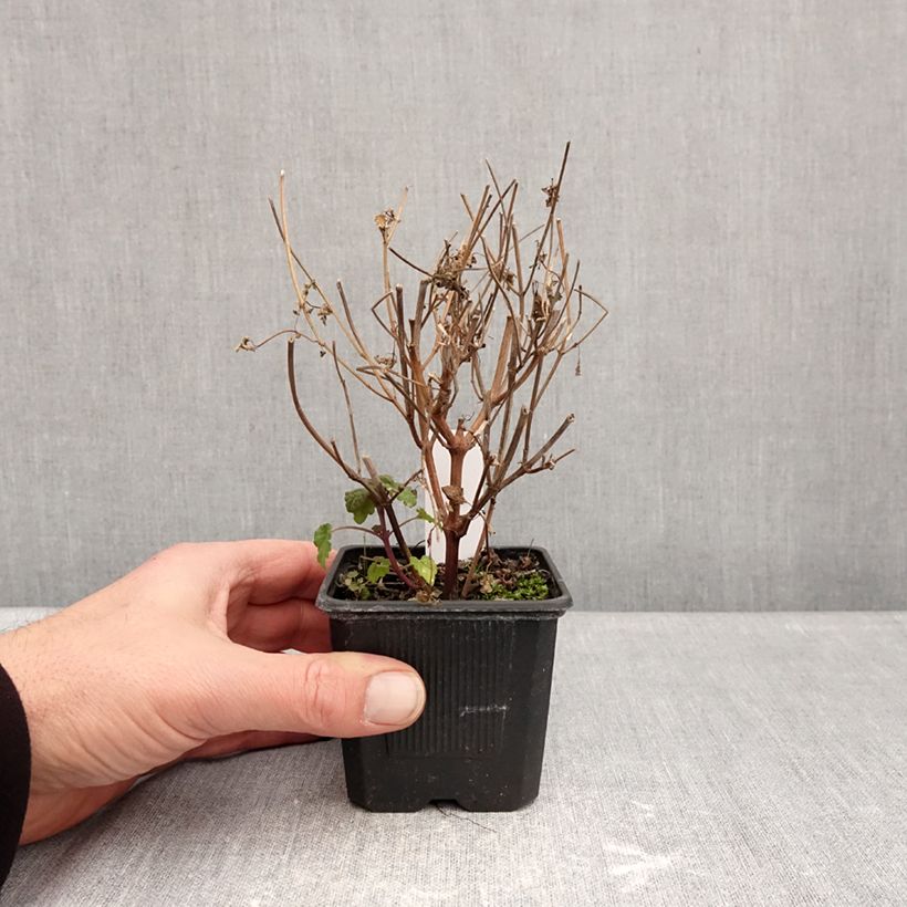 Agastache foeniculum Celestia - Hysope anisée Vasetto da 8/9 cm esemplare consegnato in inverno