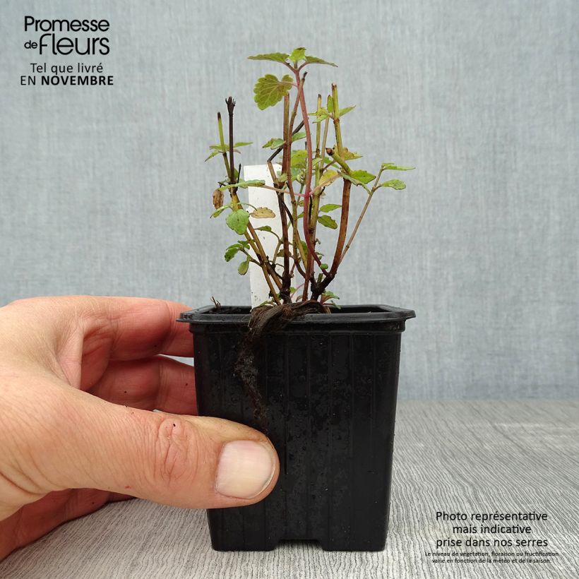 Esemplare di Agastache Kudo's Coral Vasetto da 8/9 cm come consegnato in autunno
