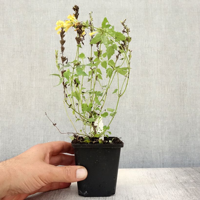 Esemplare di Agastache Kudos Gold Vasetto da 8/9 cm come consegnato in autunno