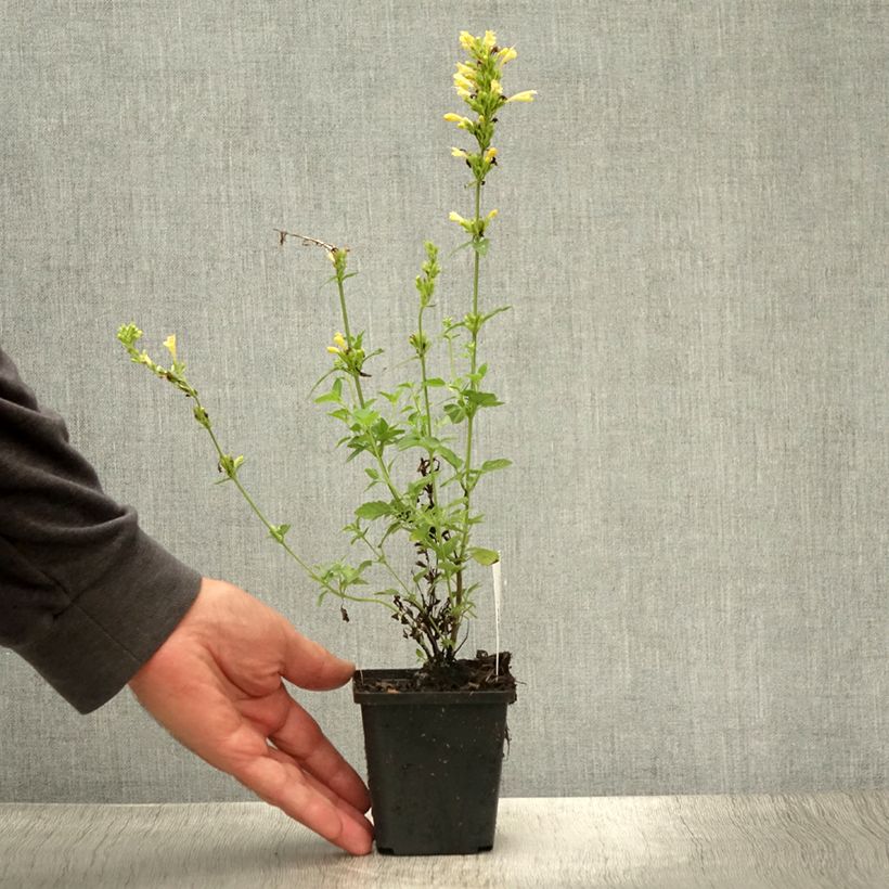 Esemplare di Agastache Kudos Gold Vasetto da 8/9 cm consegnato in estate