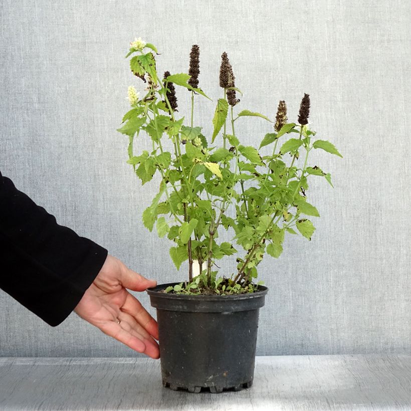 Esemplare di Agastache rugosa Alabaster Pot de 2L/3L come consegnato in autunno