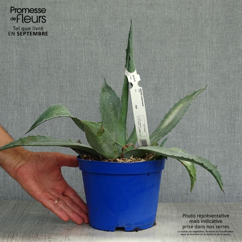 Esemplare di Agave americana Vaso da 3L/4L come consegnato in autunno