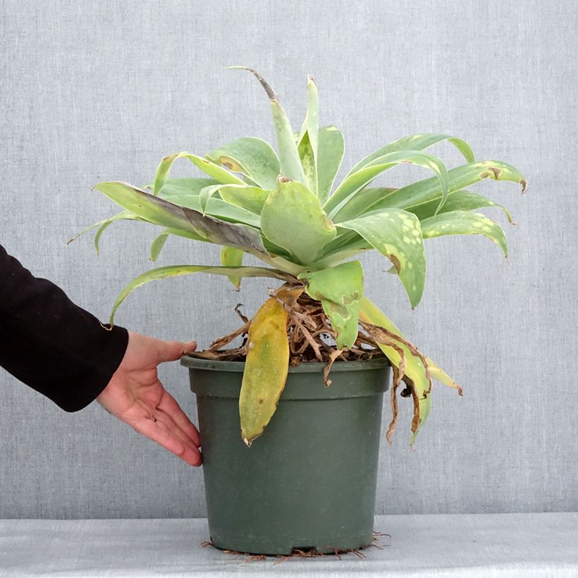 Agave attenuata - Agave à cou de cygne Pot de 7,5L/10L esemplare consegnato in inverno