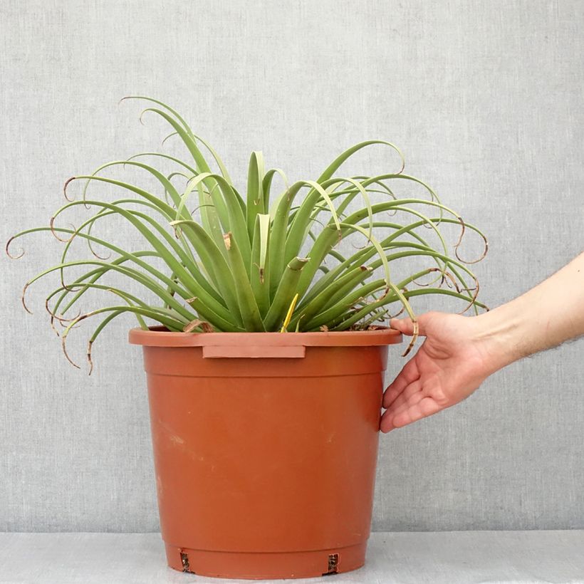 Example of Agave bracteosa Vaso da 12L/15L as you get in printemps