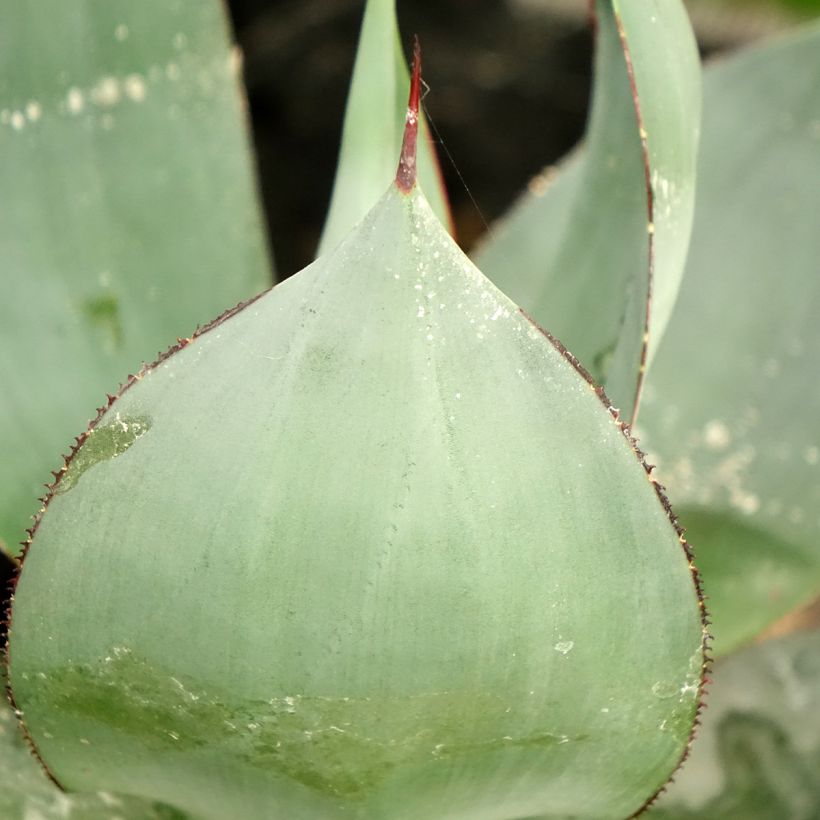 Agave celsii Nova (Foliage)