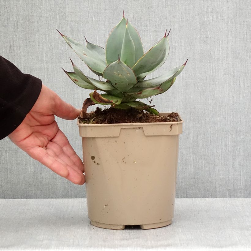 Agave celsii Nova Pot de 3L/4L esemplare consegnato in inverno