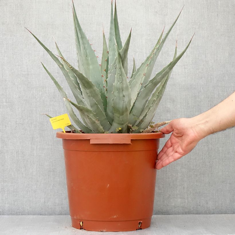 Example of Agave chrysantha Vaso da 12L/15L as you get in printemps