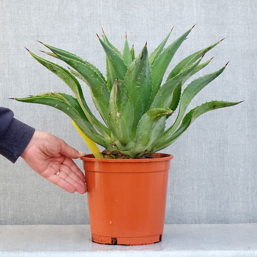 Agave desmetiana Vaso da 4L/5L esemplare consegnato in primavera