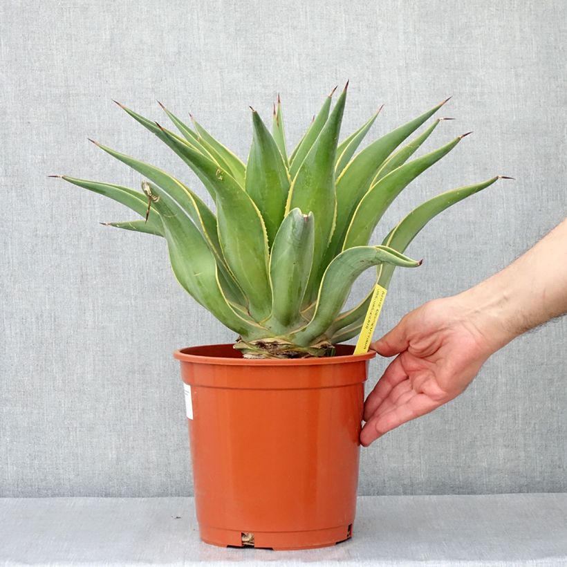 Example of Agave desmetiana Variegata Vaso da 6L/7L as you get in printemps