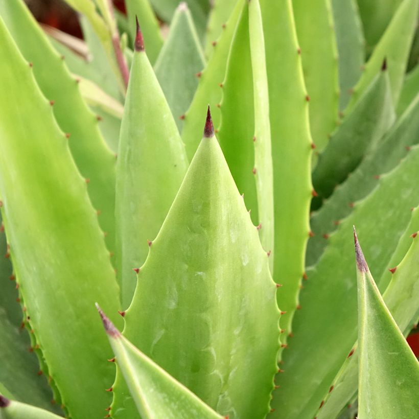 Agave fourcroydes (Fogliame)