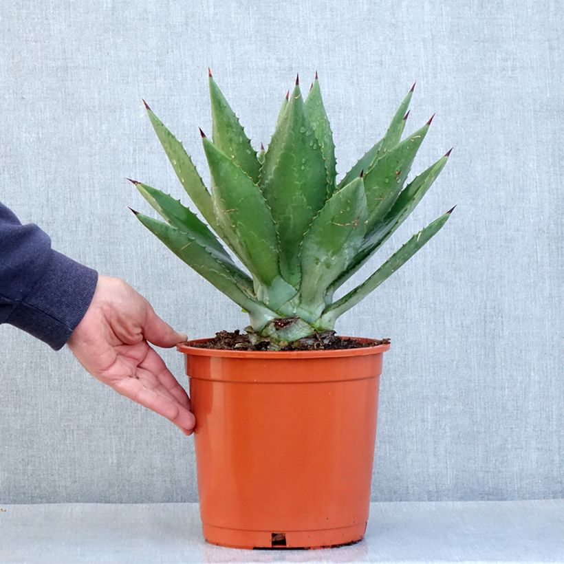Agave fourcroydes Vaso da 4L/5L esemplare consegnato in primavera