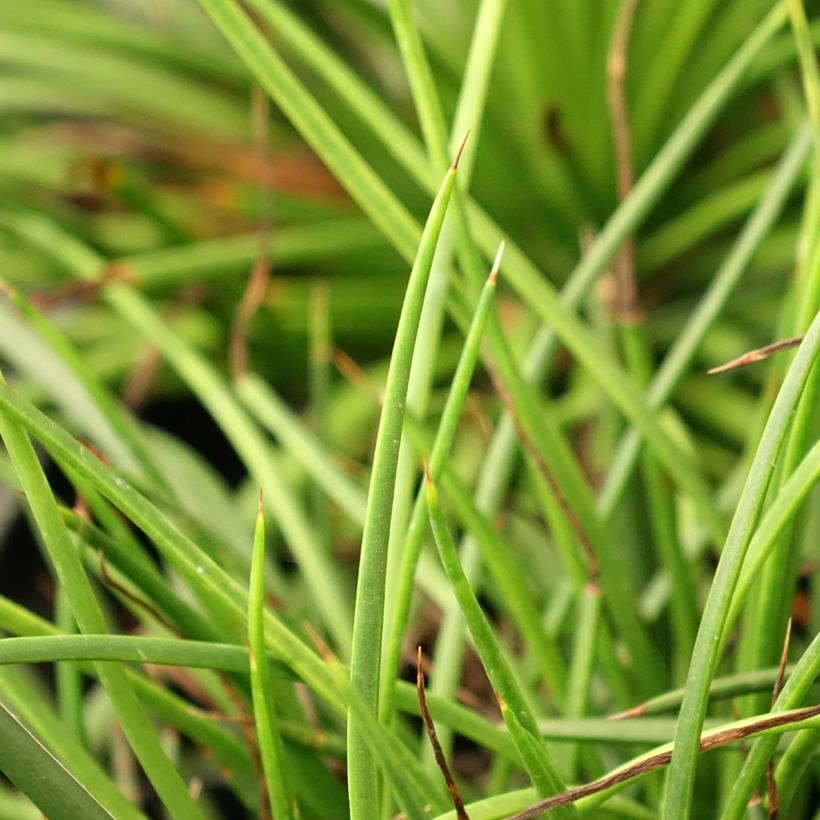 Agave geminiflora (Fogliame)