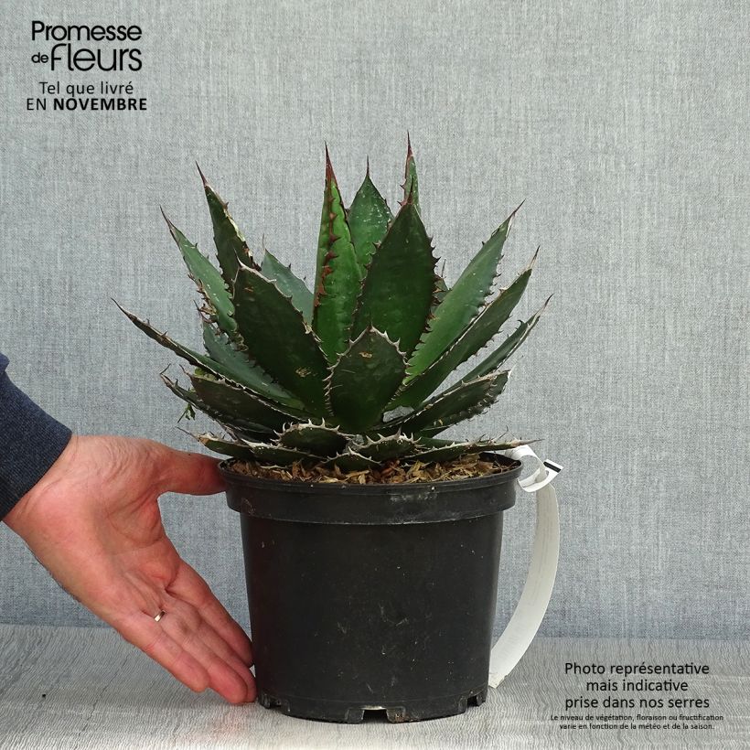 Esemplare di Agave horrida Pot de 3L/4L come consegnato in autunno