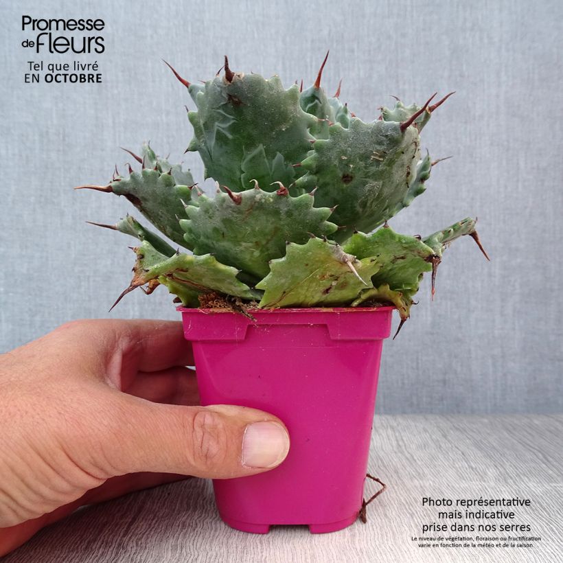 Esemplare di Agave isthmensis Pot de 10 cm/11cm come consegnato in autunno