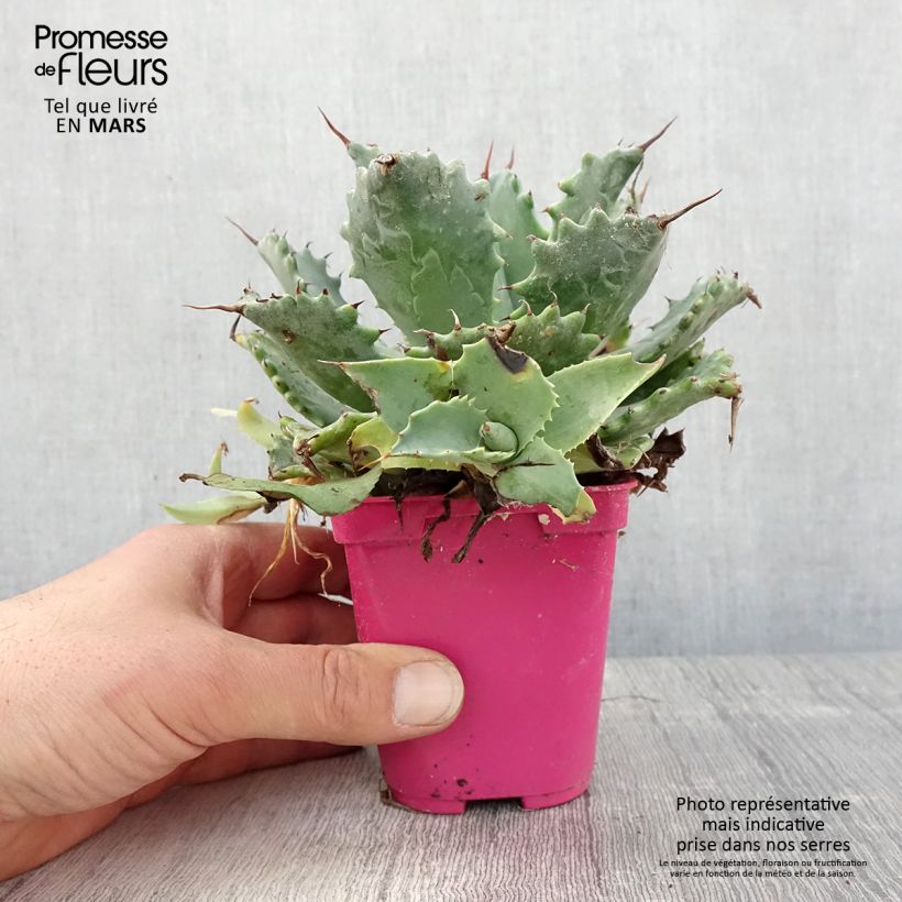 Example of Agave isthmensis Vaso da Ø 10 cm/11 cm as you get in printemps