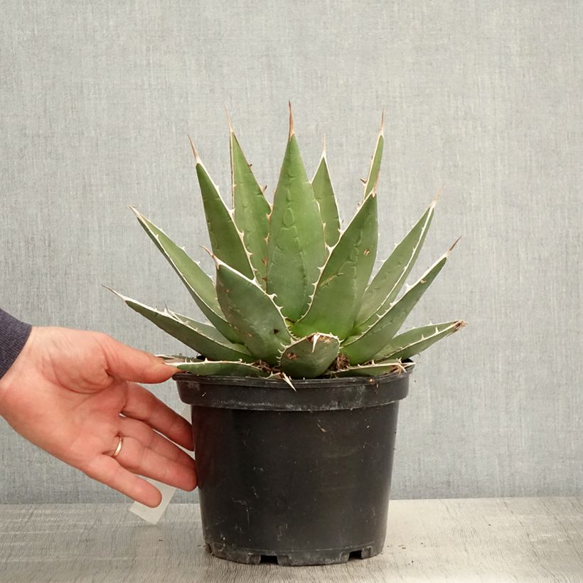 Example of Agave kerchovei Vaso da 3L/4L as you get in printemps