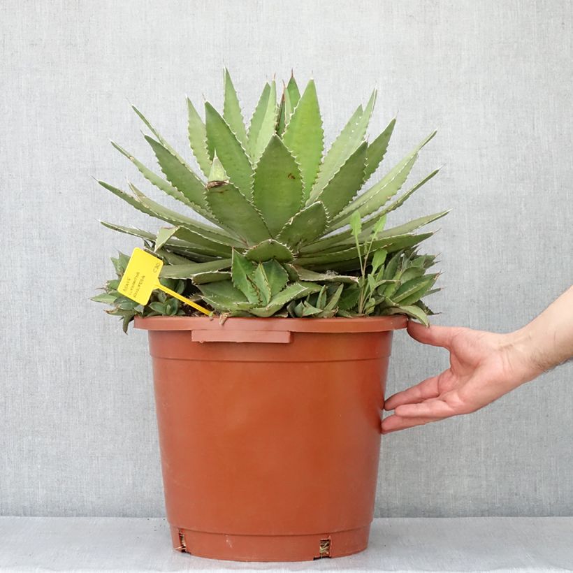 Agave lophantha Ensifera Vaso da 12L/15L esemplare consegnato in primavera