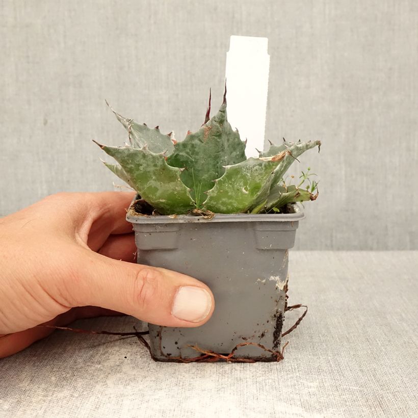 Agave parrasana Vasetto da 8/9 cm esemplare consegnato in primavera