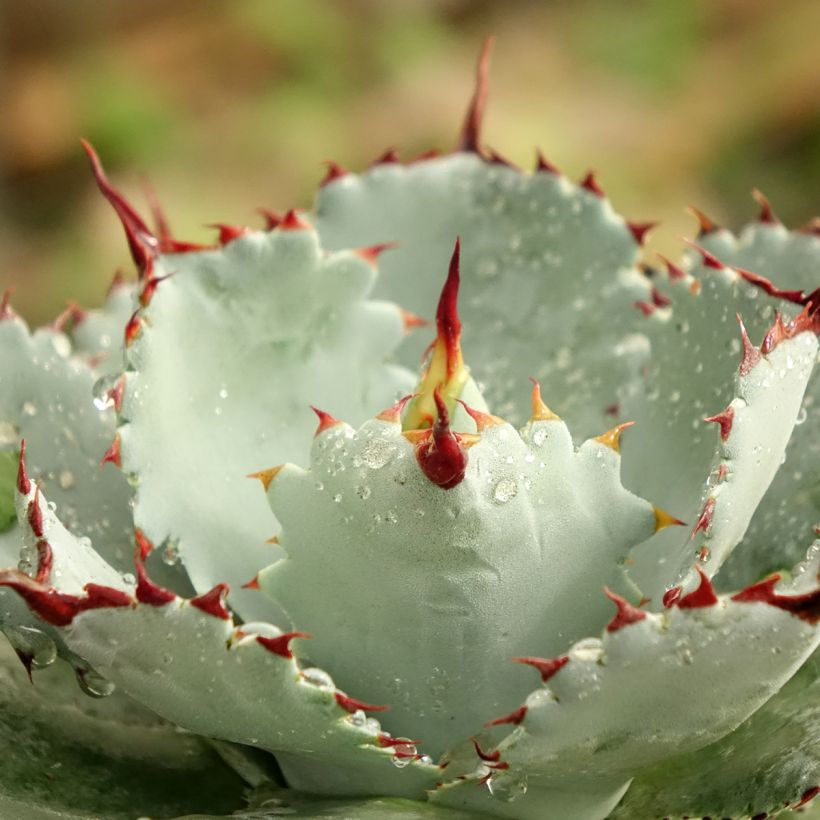 Agave potatorum Kichiokan (Fogliame)