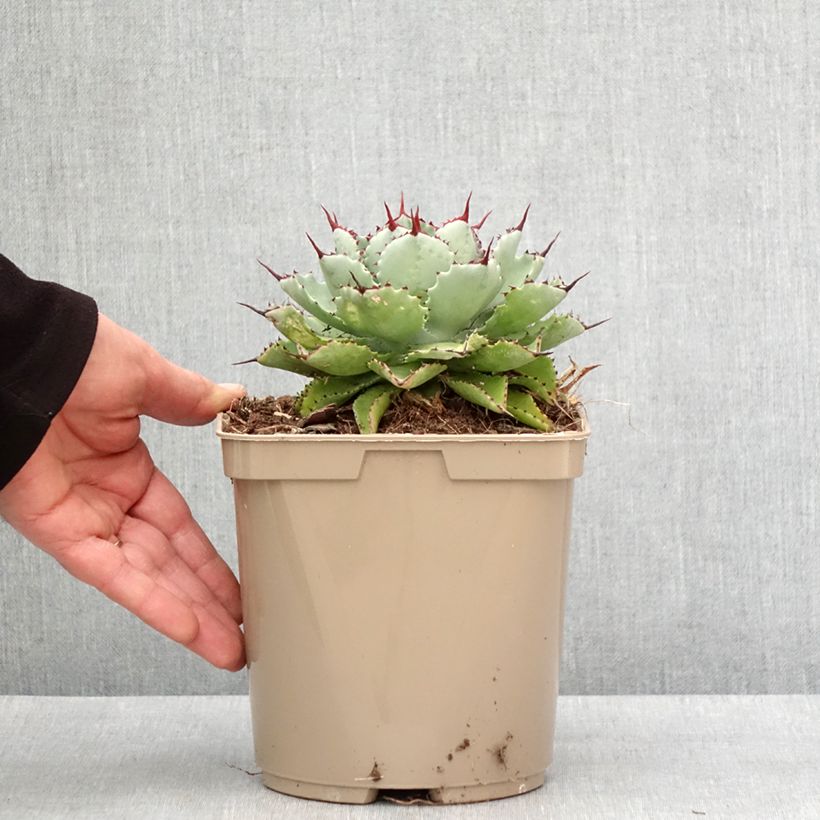 Agave potatorum Kichiokan Pot de 3L/4L esemplare consegnato in inverno