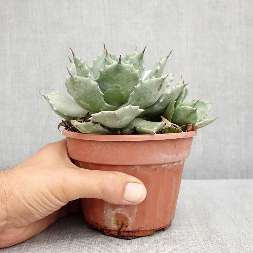 Esemplare di Agave potatorum var. verschaffeltii Vaso da 2L/3L consegnato in estate
