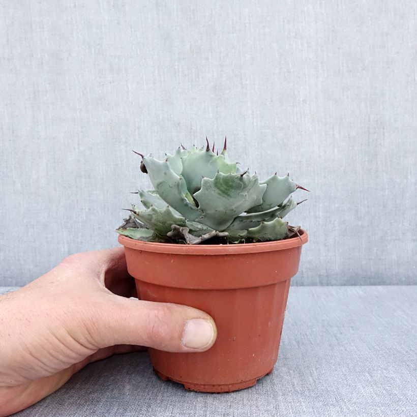 Example of Agave potatorum var. verschaffeltii Vaso da 2L/3L as you get in printemps