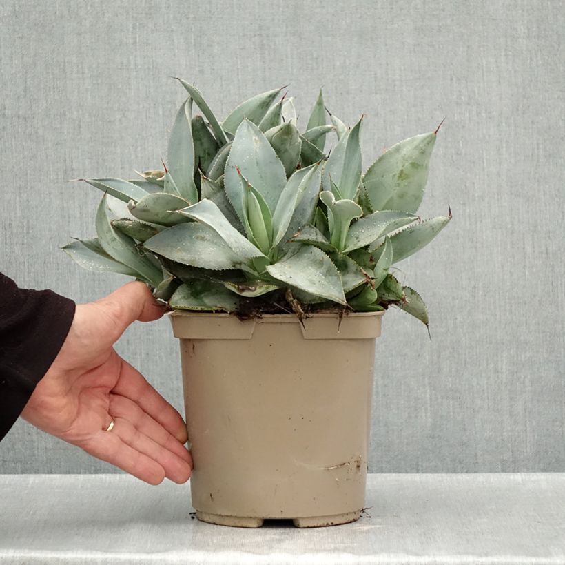 Esemplare di Agave pygmae Dragon Toes Vaso da 3L/4L come consegnato in autunno
