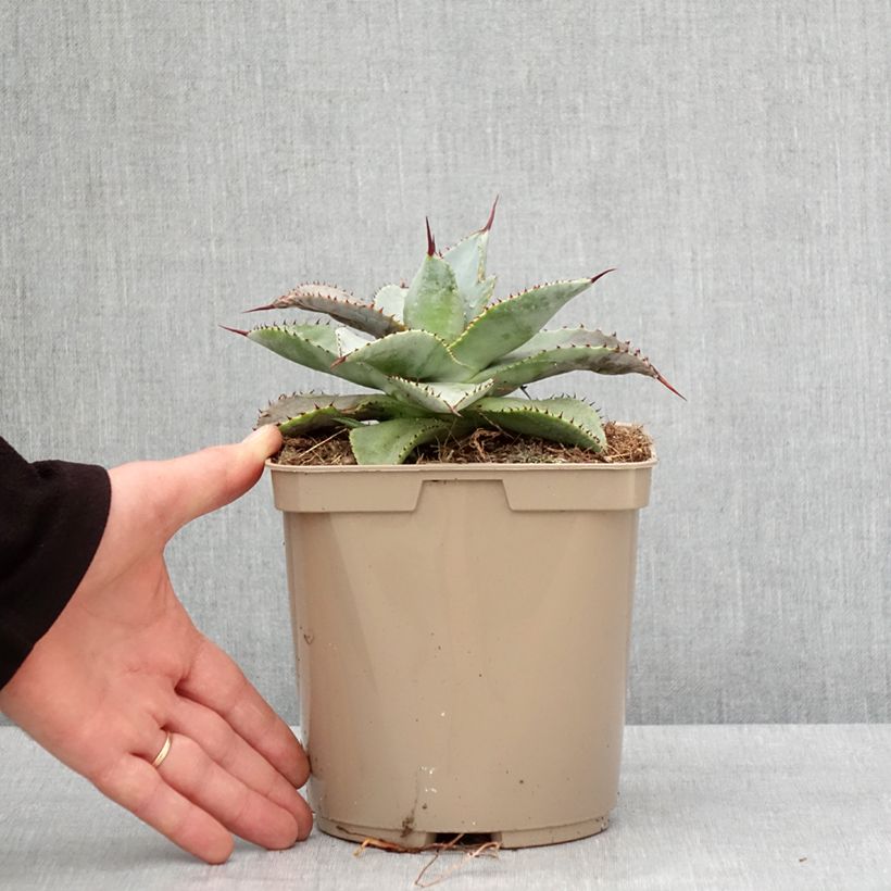 Agave pygmae Dragon Toes Pot de 3L/4L esemplare consegnato in inverno